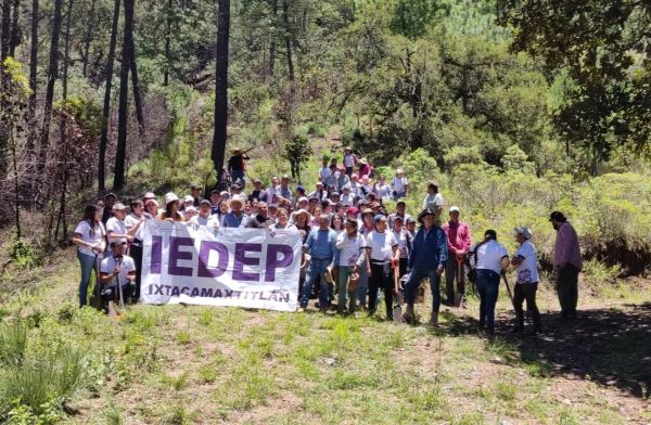 En Ixtacamaxtitlán, IEDEP lleva a cabo acciones de reforestación