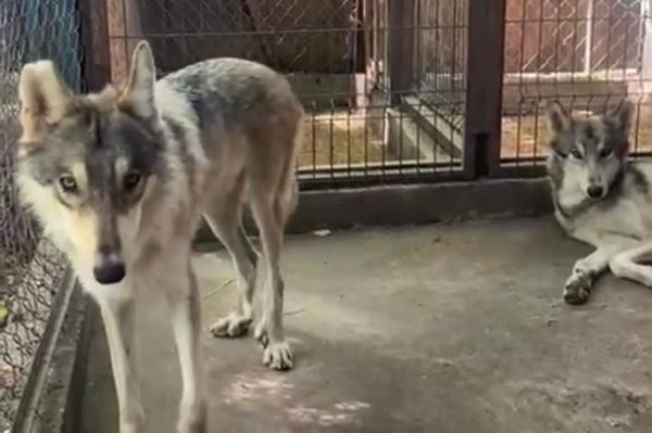 Sanctuary Ostok rescata fauna del zoológico La Pastora por sobrepoblación