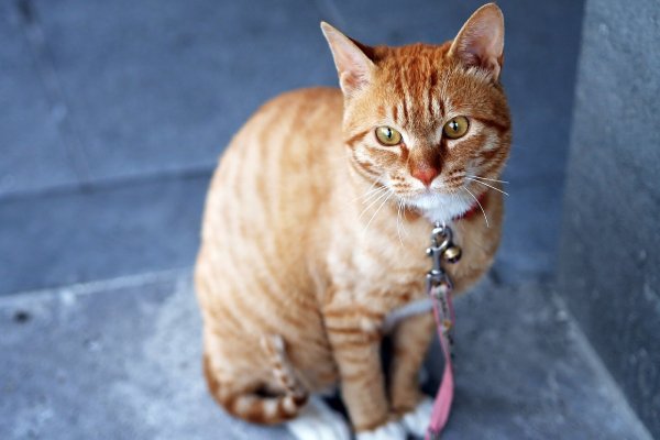 Toby, el gato que recorrió kilómetros para volver a su hogar y fue rechazado por su familia