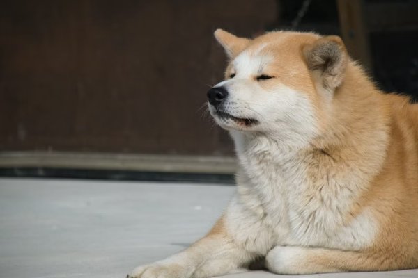 Capturados los presuntos agresores de Kuko, el perro guía; comunidad exige sanciones severas