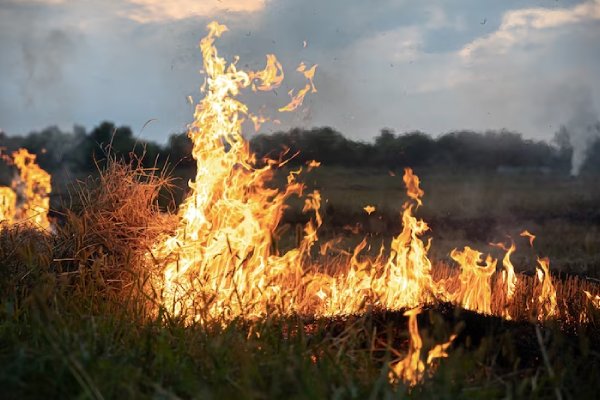 Más de 700 personas evacuadas por un incendio forestal en el noreste de Turquía