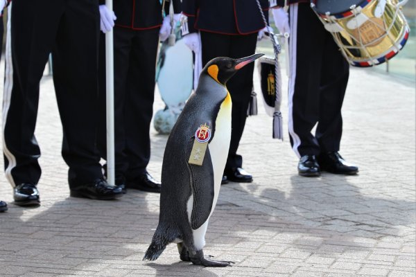 El peculiar ascenso de Sir Nils Olav III, el pingüino mascota de las Fuerzas Armadas de Noruega