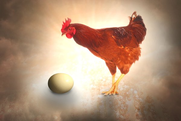 ¿Qué fue primero, el huevo o la gallina? Un nuevo estudio por fin revela el enigma