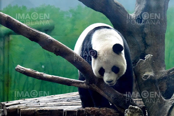 Zoológico de Taipei celebra cumpleaños 19 de Yuan Yuan, el panda gigante