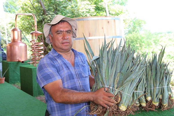 Favorece gobierno de Puebla producción de mezcal y desarrollo económico en Chiautla