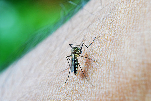 Guatemala declara emergencia sanitaria nacional por epidemia de dengue