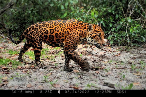 Guardianes de animales en peligro de extinción, en ambos extremos bajo una “nube”