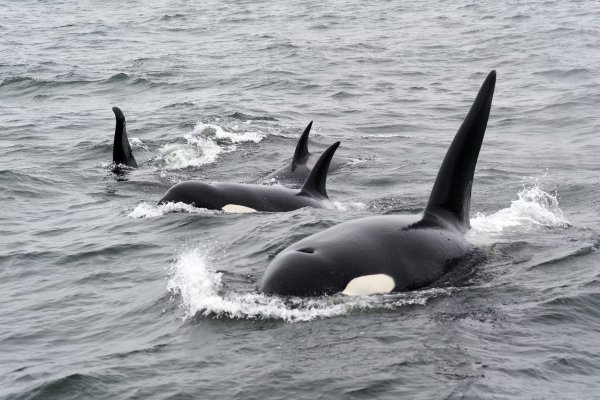 Extraordinario rescate: pescadores venezolanos salvan a una familia de orcas