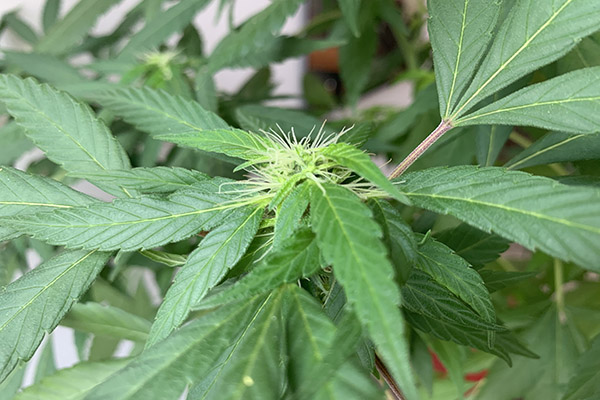 Cannabis en el tratamiento del cáncer infantil: ¿qué dice la ciencia?