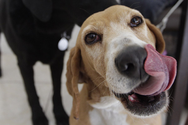 Disfruta con tu mascota los mejores lugares pet friendly en Puebla