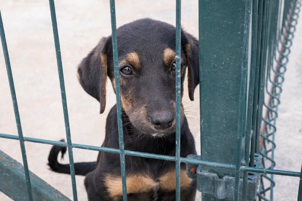 Juez permitirá a un recluso despedirse de su perro antes de ser sacrificado