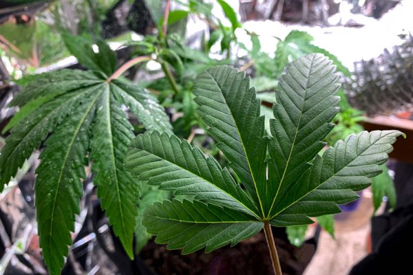 Expoweed, en pro al avance de la industria cannábica en México