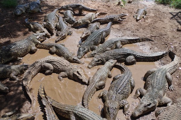 China sacrificará a más de 70 cocodrilos que escaparon de una granja tras inundaciones