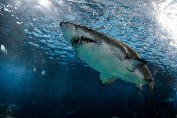 Tiburón ataca a surfista en Florida, la “capital mundial de las mordeduras”