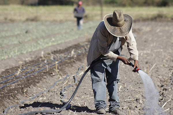 La realidad de la autosuficiencia alimentaria en México