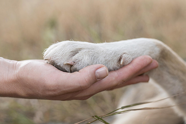 ¿Lo sabías? Puedes proteger a tu mascota con un seguro de vida