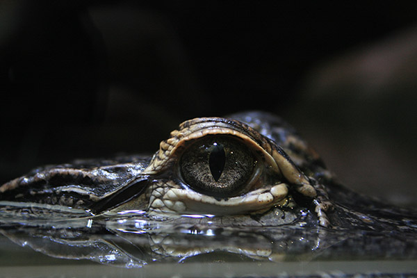 Capturan cocodrilos que escaparon de granja inundada en China