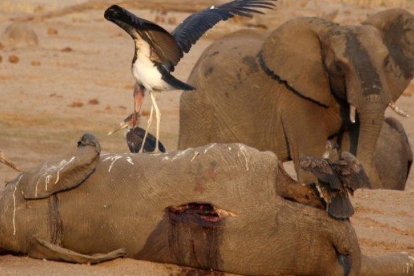 Estrés por calor está matando a los elefantes de África