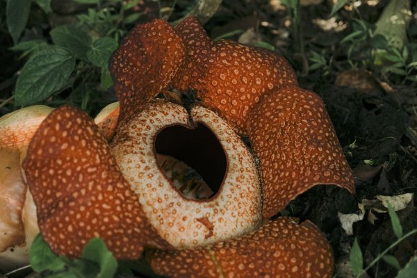 Rafflesia, la flor más grande del mundo conocida por su hedor, en peligro de extinción