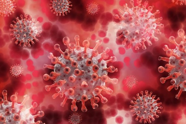 ¿Tiene el virus Nipah potencial para convertirse en una pandemia?