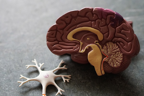 Longevidad cognitiva, el proyecto que busca preservar la salud mental