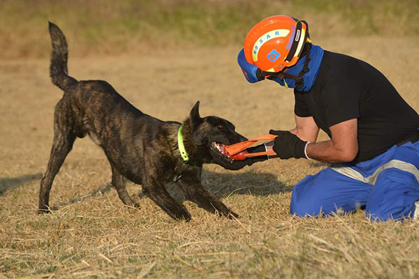 Escuadrón Canino K-9 SAR, el único lugar en Puebla para entrenar perros de búsqueda