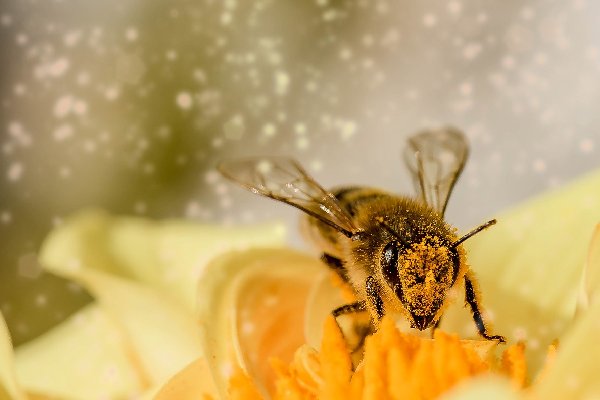 Todas las abejas en Suiza están enfermas y se extinguirán en 2 años, asegura experto