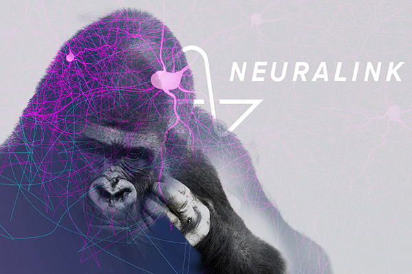 Neuralink dice que monos no murieron por implantes, pero registros dicen otra cosa