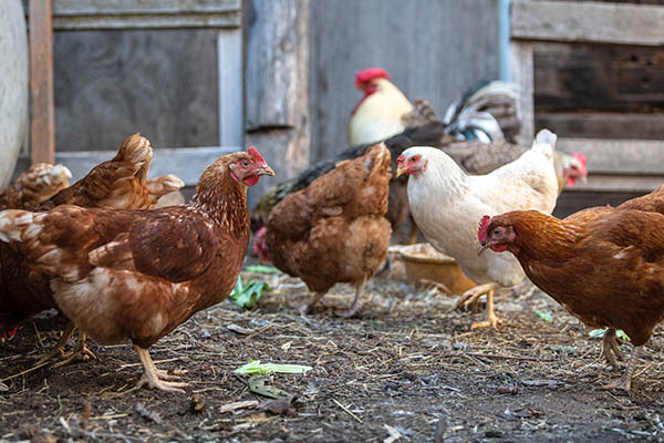 Más de siete millones de gallinas son sacrificadas en Sudáfrica por brote de gripe aviar