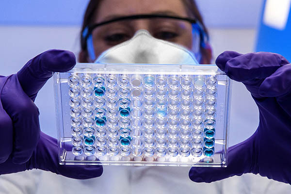 Virus que se propaga en conejos podría ser clave contra el cáncer en seres humanos