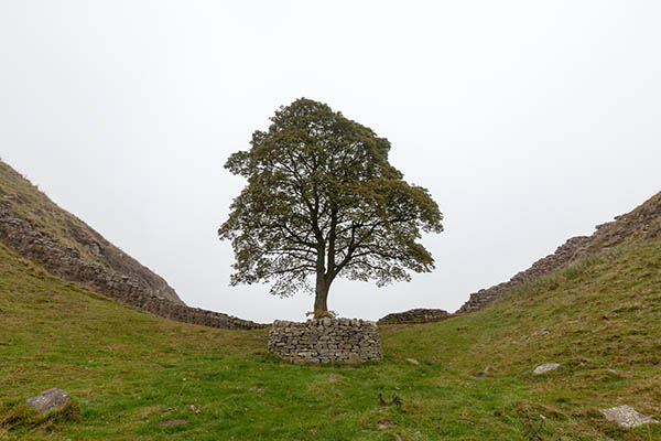 Talan el famoso “árbol de Robin Hood” en un acto de vandalismo