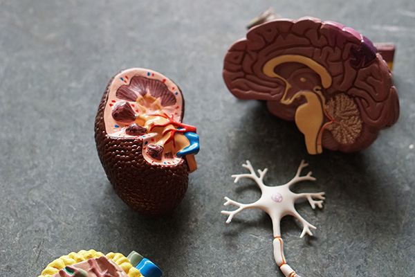 Investigación desafía la teoría actual sobre la causa del alzhéimer