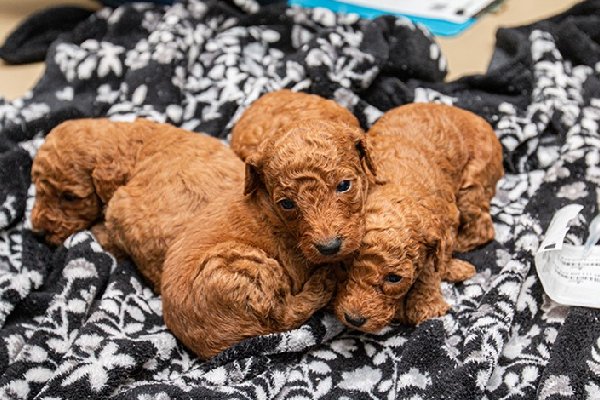 Rescatan a casi 100 perros en condiciones deplorables de una “fábrica de cachorros”