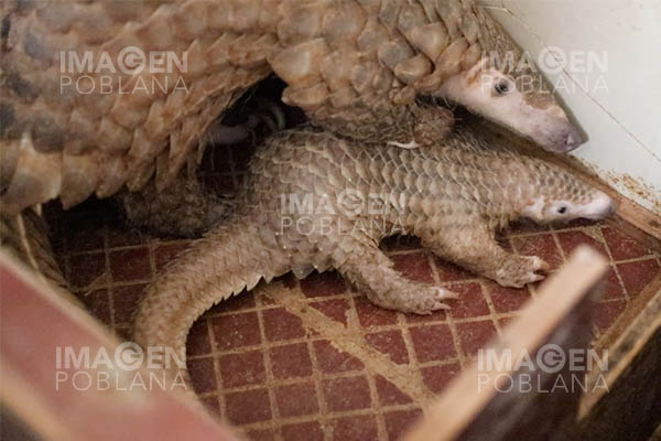Descubren nueva especie de pangolín en China