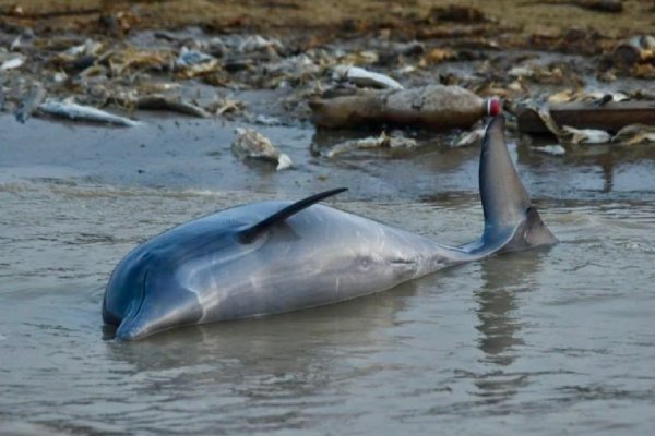 Alarmante muerte de delfines en peligro de extinción desconcierta a biólogos