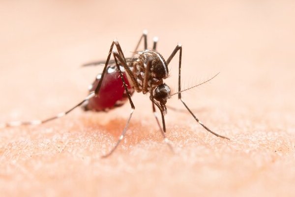 OMS recomienda la vacuna contra el dengue en países endémicos