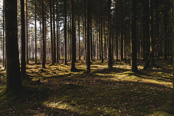 Argentina pierde una hectárea de bosques nativos cada 2 minutos