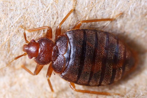 La plaga de chinches llega a España y continuará expandiéndose
