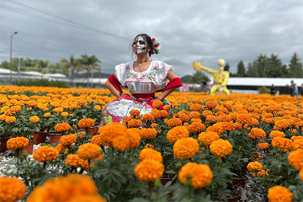 Arranca la temporada de flor de cempasúchil en Puebla