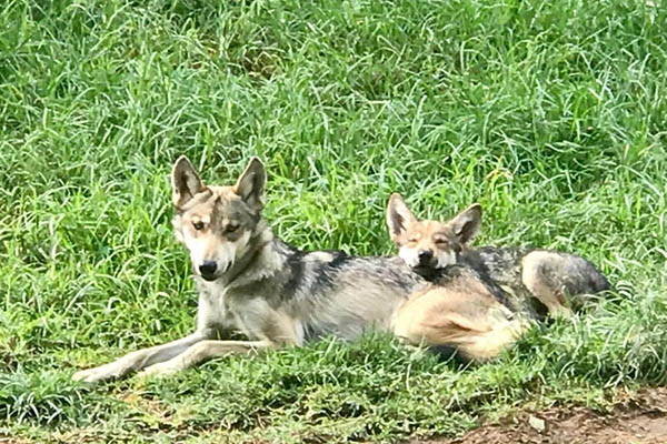 Zoológicos de Durango podrían sumarse al programa de conservación del lobo mexicano