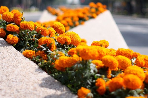 La magia de la flor de cempasúchil, un regalo del sol para los muertos