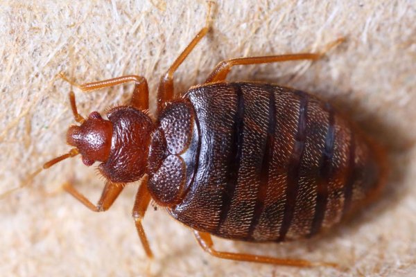 Ahora en Londres: preocupa a autoridades posible plaga de chinches en el transporte público