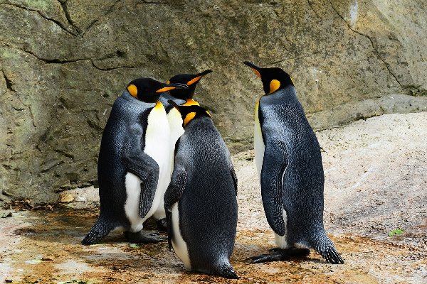Pingüinos habitarán por primera vez en un zoo de la península de Crimea