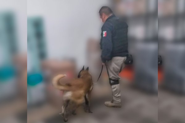 K9 de la Policía Municipal de Puebla aseguró 41 kilogramos de posible droga