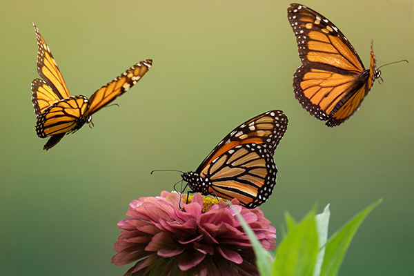 ¿La mariposa monarca ya no está en peligro de extinción? Esto dicen los expertos