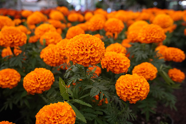 Así ha afectado la flor de cempasúchil china a los productores poblanos