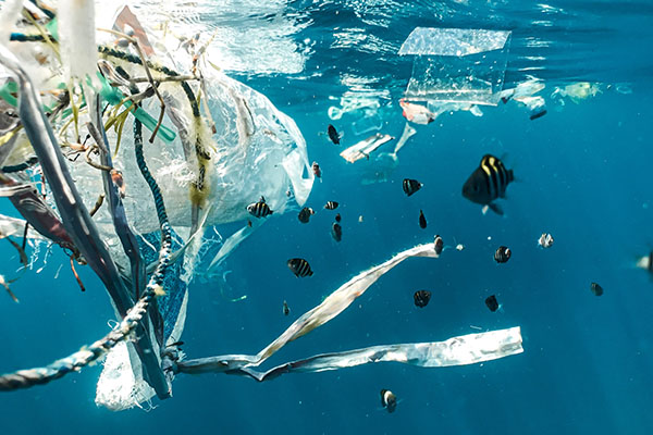 Plásticos biodegradables siguen siendo perjudiciales para los peces