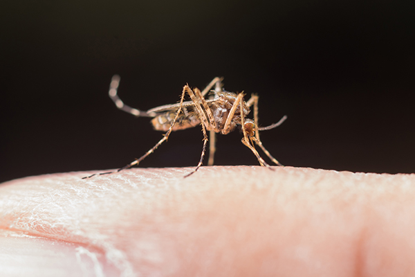 Cambio climático provocará que el dengue se vuelva endémico en EU y Europa