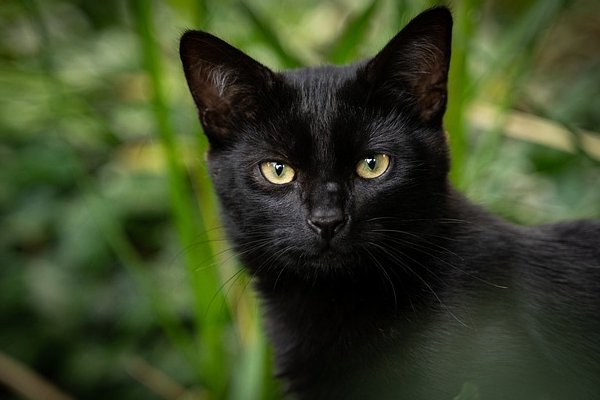 ¿Por qué debemos cuidar a los gatos negros en octubre?