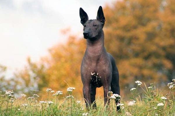 Xoloitzcuintle, pieza fundamental en este Día de Muertos